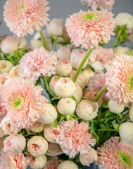 Carnation Mistyc Pink In Glass Vase