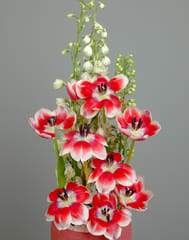 Tulip Timeless Vase