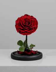 Single Red Forever Rose